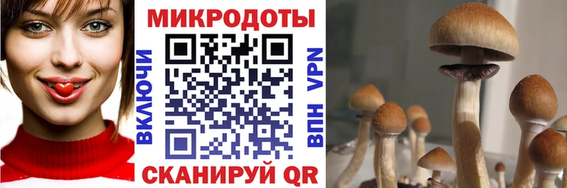 купить  сайты  Северодвинск  Галлюциногенные грибы мицелий 